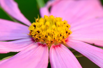 Galsang flower in a garden