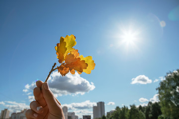 female hand holding twig with autumn yellow leaves of oak, sunny glare, blue sky with clouds...