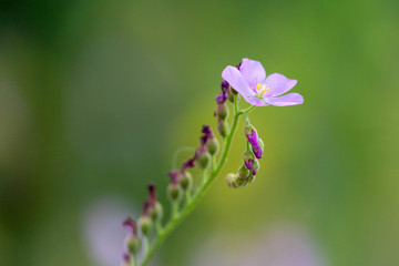 flower of drosera capensis, carnivorous plant