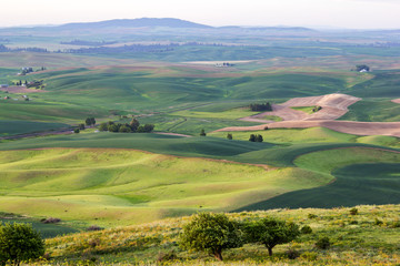 Rolling hills with wheat fields in morning hours at Palouse, Washington state, USA