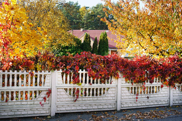 multicolor autumn bright foliage covers white concrete fence along road on city street, fencing off...