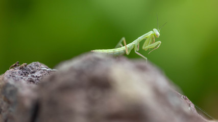 a baby praying mantis on a volcanic rock