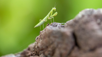 a baby praying mantis on a volcanic rock
