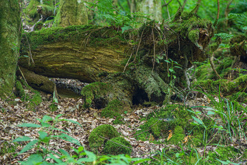 wald, natur, baum, green, moos, landschaft, regenwald, baum, holz, dschungel, tropisch, fluss, wasser, holz, frühling, auflösungszeichen, pflanze, farn, fels, umwelt, wald, piter, bach, sommer, berg