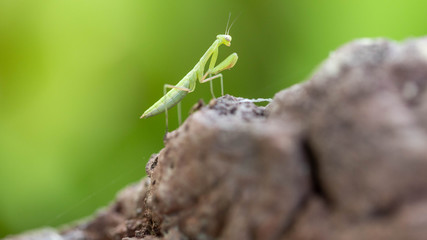 a baby praying mantis on a volcanic rock