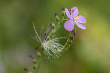 flower of drosera capensis, carnivorous plant