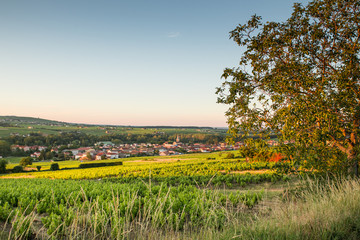 View of the Beaujolais region, in France, with its Vineyard in the golden hour