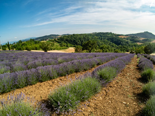 Fototapeta na wymiar Flowering of the lavender flower