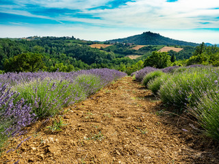 Flowering of the lavender flower