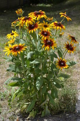 kwiat, zółty, charakter, jardin, roślin, lato, zieleń, słonecznik, kwiat, kwiat, kwiat, makro, flora, jary, płatek, kwiatowy, daisies, rudbekia, bliska, jasny, roślin, pomarańcz, barwa, słońce