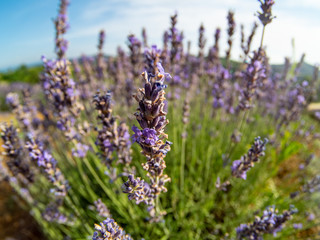 Flowering of the lavender flower
