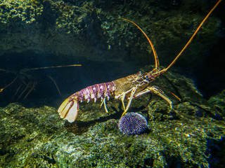Crawling spiny lobster in aquarium de La Rochelle, France