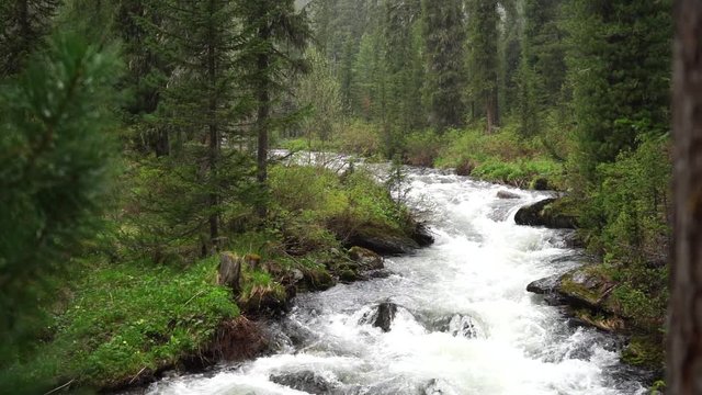 river in forest
