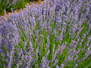 Flowering of the lavender flower