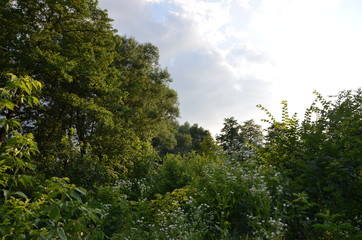 drzew, jesienią, niebo, charakter, feuille, blękit, zółty, bory, feuille, opad, drzew, pora roku, zieleń, galąz, krajobraz, dąb, liści, galąz, drewna, roślin, pomarańcz, jasny, nasłoneczniony, czerwie