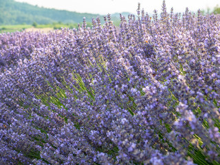 Obraz premium Flowering of the lavender flower