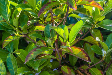 Sunlit green-yellow leaves hedge