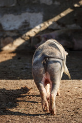 Big pig walks in paddock. Livestock farm. View from back. Vertically framed shot.