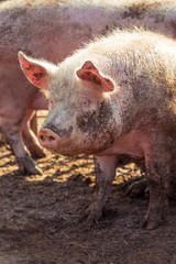 Portrait of a big pink pig smeared with mud. Livestock farm. Vertically framed shot.