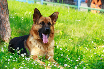 German Shepherd Dog