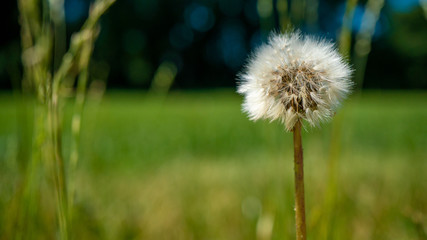 Löwenzahn Pusteblume