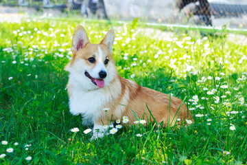 Welsh Corgi Pembroke