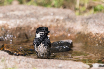 Obraz premium Front view of small wet coal tit with the head turned right sitting in a bird bath 