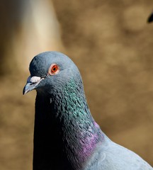 pigeon