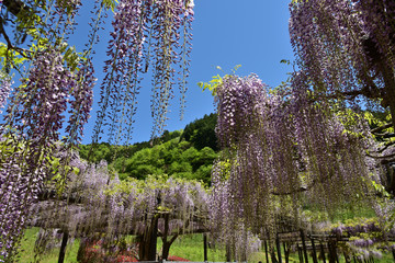 藤の花