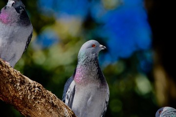 pigeon