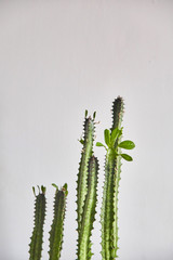 cactus on a gray background