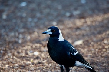 magpie