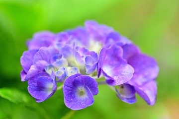 hydrangea in the rainy season