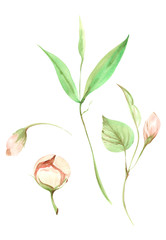 Illustration of watercolor painting of pink peach fruit flowers with green leaves on a branch on an isolated white background