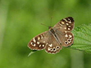 Obraz na płótnie Canvas speckled wood butterfly (Pararge aegeria)