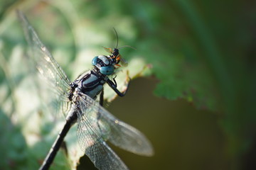 Ważka ze zdobyczą ,warzka z ofiarą ,owady © LBanacki