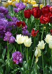 Field of colorful tulip flowers