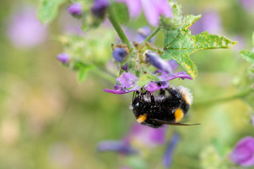 Bee Collecting Polle.