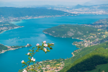 Lake Annecy from above and beautiful wild rose flower.