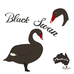 Black swan bird vector image isolated on white background. Black swan in full growth and head realistic design. Fauna Australia. Red-listed bird.  Black swan with a red beak. Cygnus