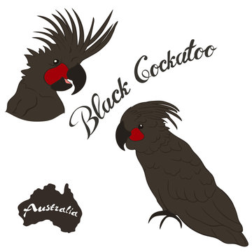 Black cockatoo bird vector image isolated on white background. Black parrot in full growth and head realistic design. Fauna Australia. Black palm cockatoo or aravid cockatoo