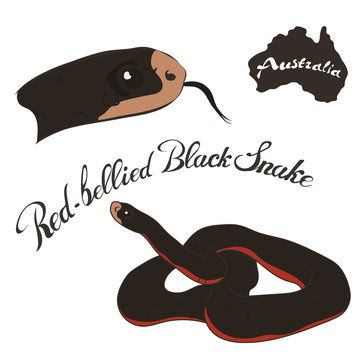 Red Bellied Black Snake vector image isolated on white background. Red-belly in full growth and head. Australian dangerous snake black with red color. Fauna Australia. Venomous snake.