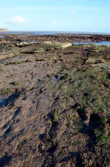 Dinosaur footprint, Compton beach, Isle of Wight