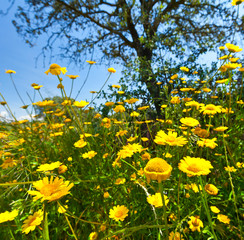 Spring, Monfrague National Park, Caceres, Extremadura, Spain, Europe