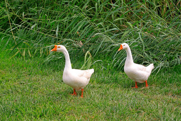 Obraz premium white goose