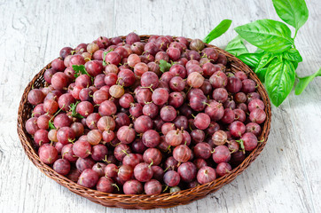 Juicy ripe red berries of a gooseberry in a small wicker round basket and a sprig of fresh basil on a wooden background