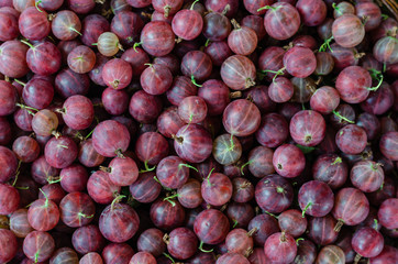 Juicy ripe red berries of a gooseberry. Gooseberry harvest. Berry background