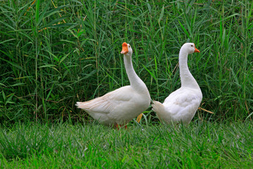 white goose