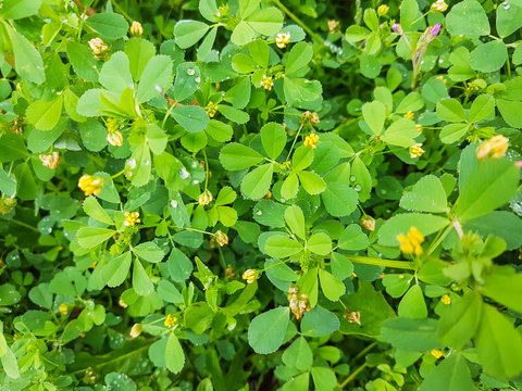 Black medick, nonesuch, or hop clover