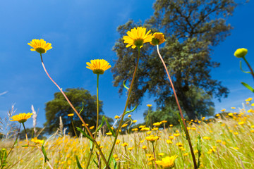 Spring, Monfrague National Park, Caceres, Extremadura, Spain, Europe